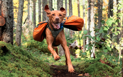 Want Your Dog To Hike With You? Try These 10 Must-Have Items