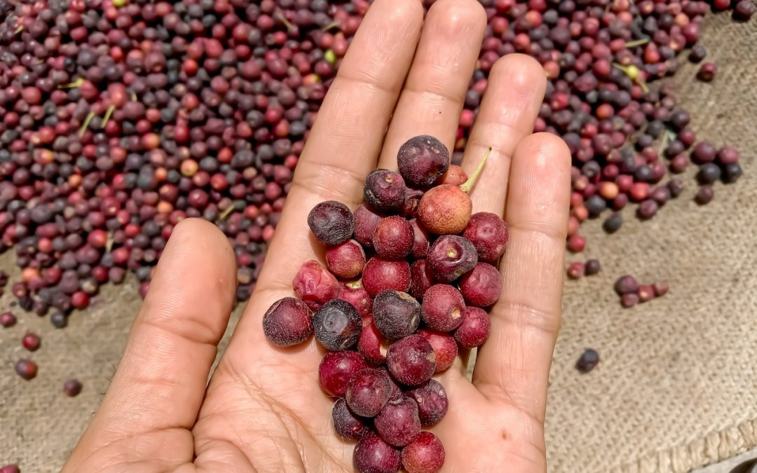 phalsa:-nutrition,-benefits-and-precautions:-healthifyme