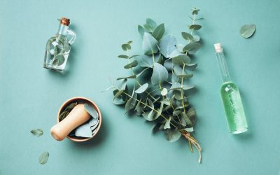 Eucalyptus: Benefits, Uses, Precautions & More: HealthifyMe