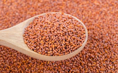 Halim Seeds: Tiny Wonders Of Health Benefits: HealthifyMe