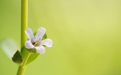 An Expert’s Take On Brahmi Plant- HealthifyMe