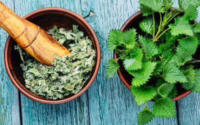 Nettle Leaf: A Wild Gem Of Health Benefits: HealthifyMe