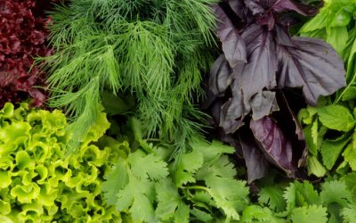 11 Lesser Known Indian Leafy Vegetables: HealthifyMe